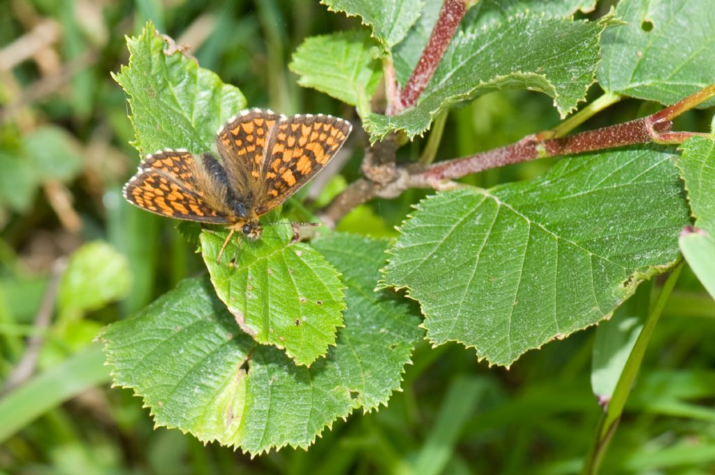 Melitaea aurelia? No, Melitaea athalia